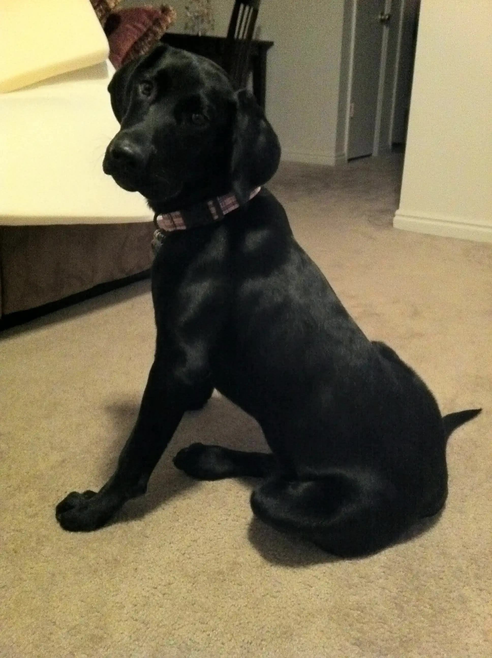 Ellie looking over her shoulder while sitting