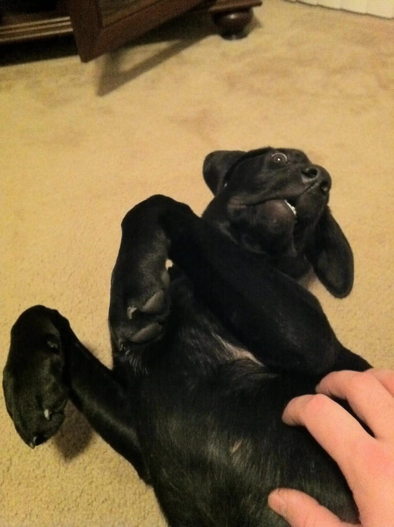Ellie laying on her back looking for scratches