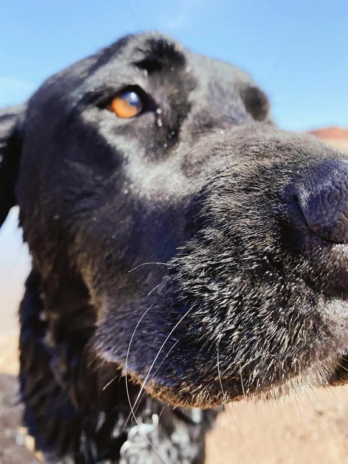 Ellie up close