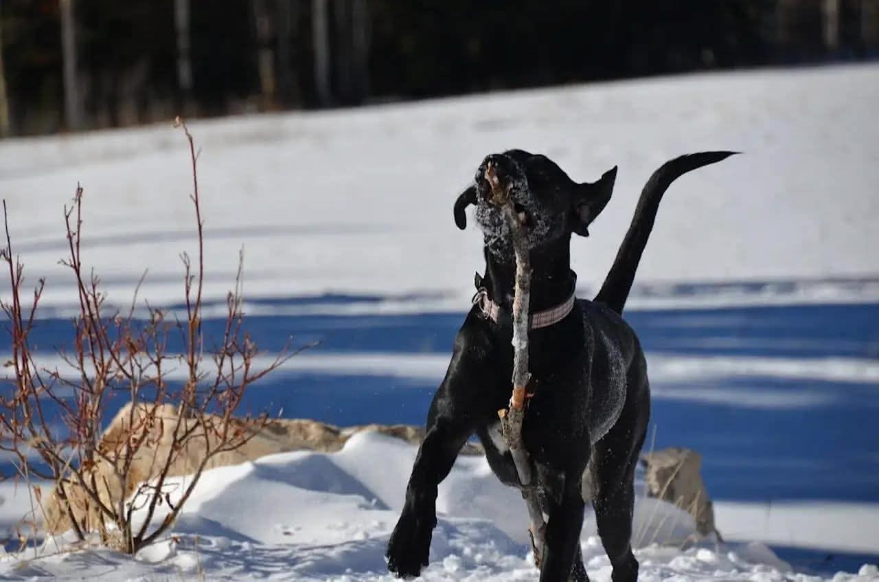 Ellie in the snow with another stick