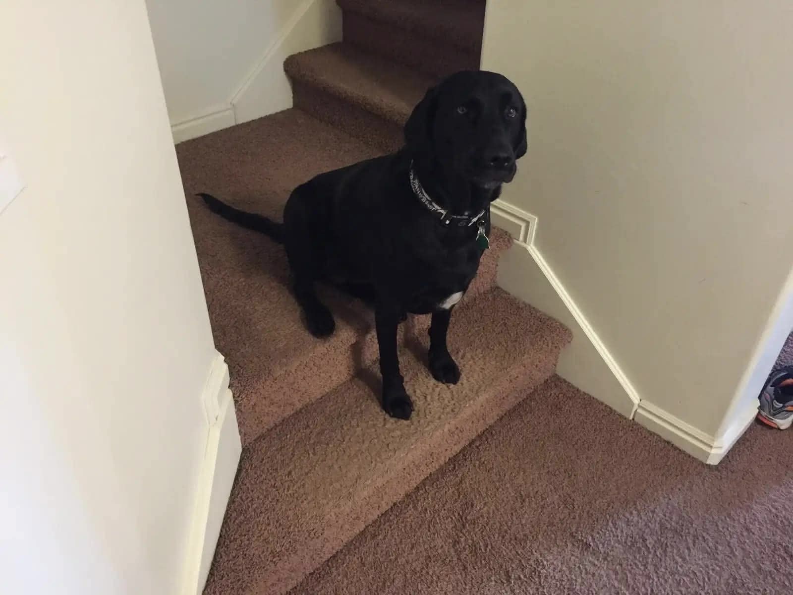 Ellie sitting in her spot on the stairs