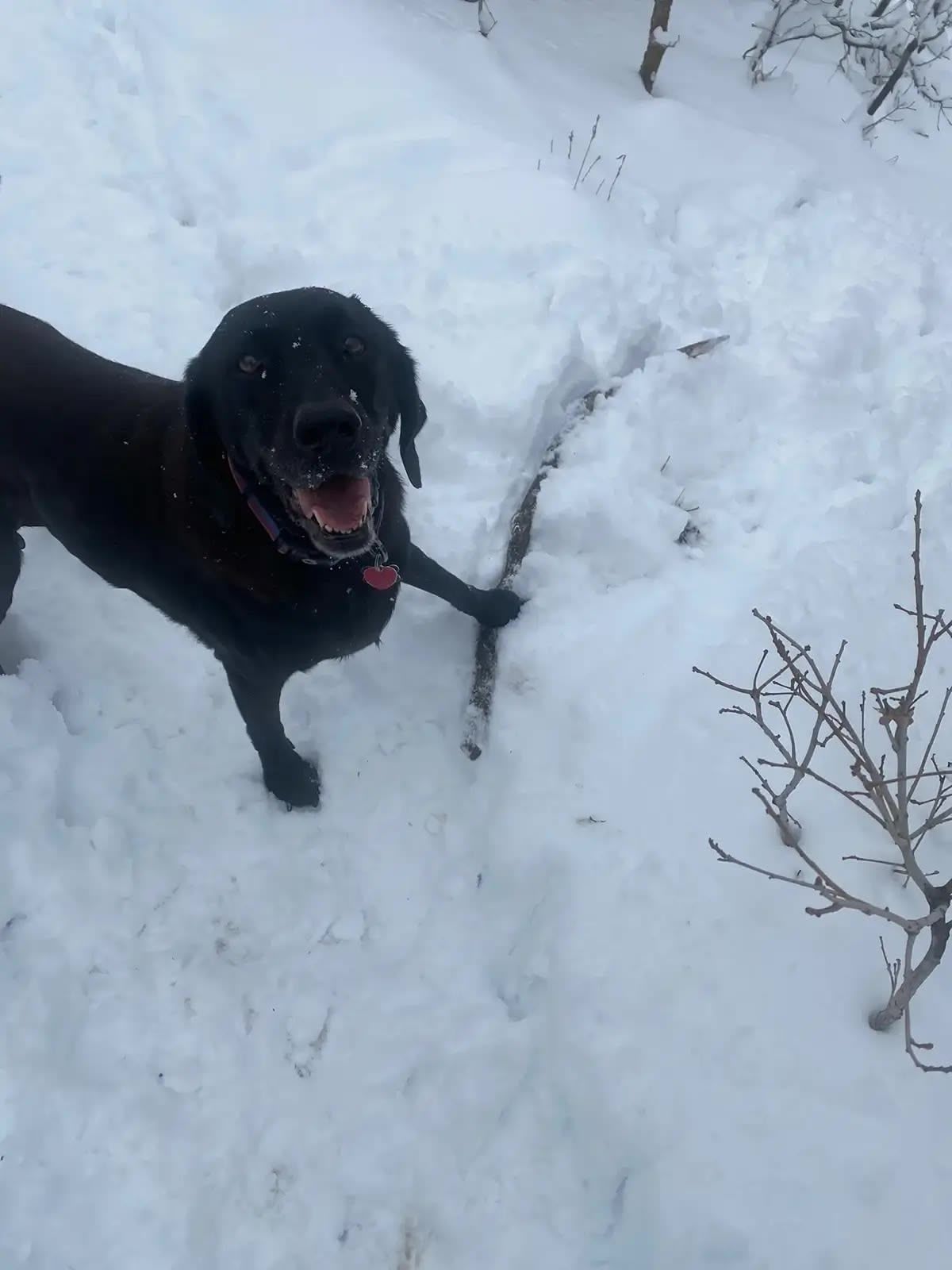 Ellie playing with a stick in the snow