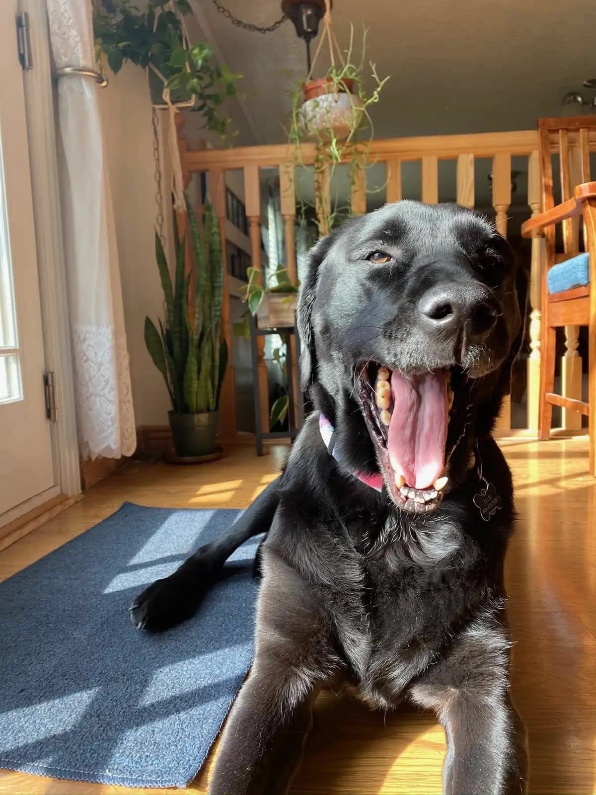 Ellie yawning in the sun